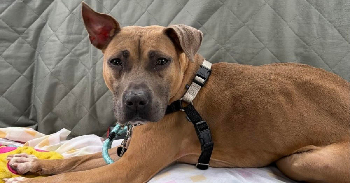 AWLA Pet of the Week May 21 2026 Slim FI