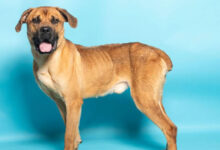 ALWA Pet of the Week June 11 2026 Bart FI