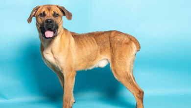 ALWA Pet of the Week June 11 2026 Bart FI