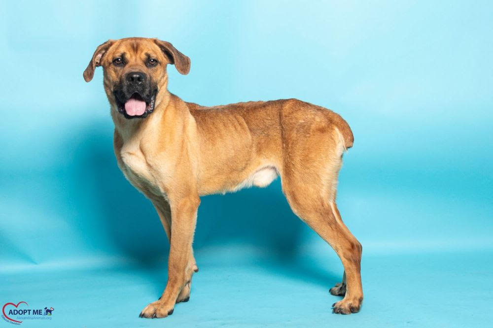 Bart AWLA Pet of the week June 11 2026 Bart