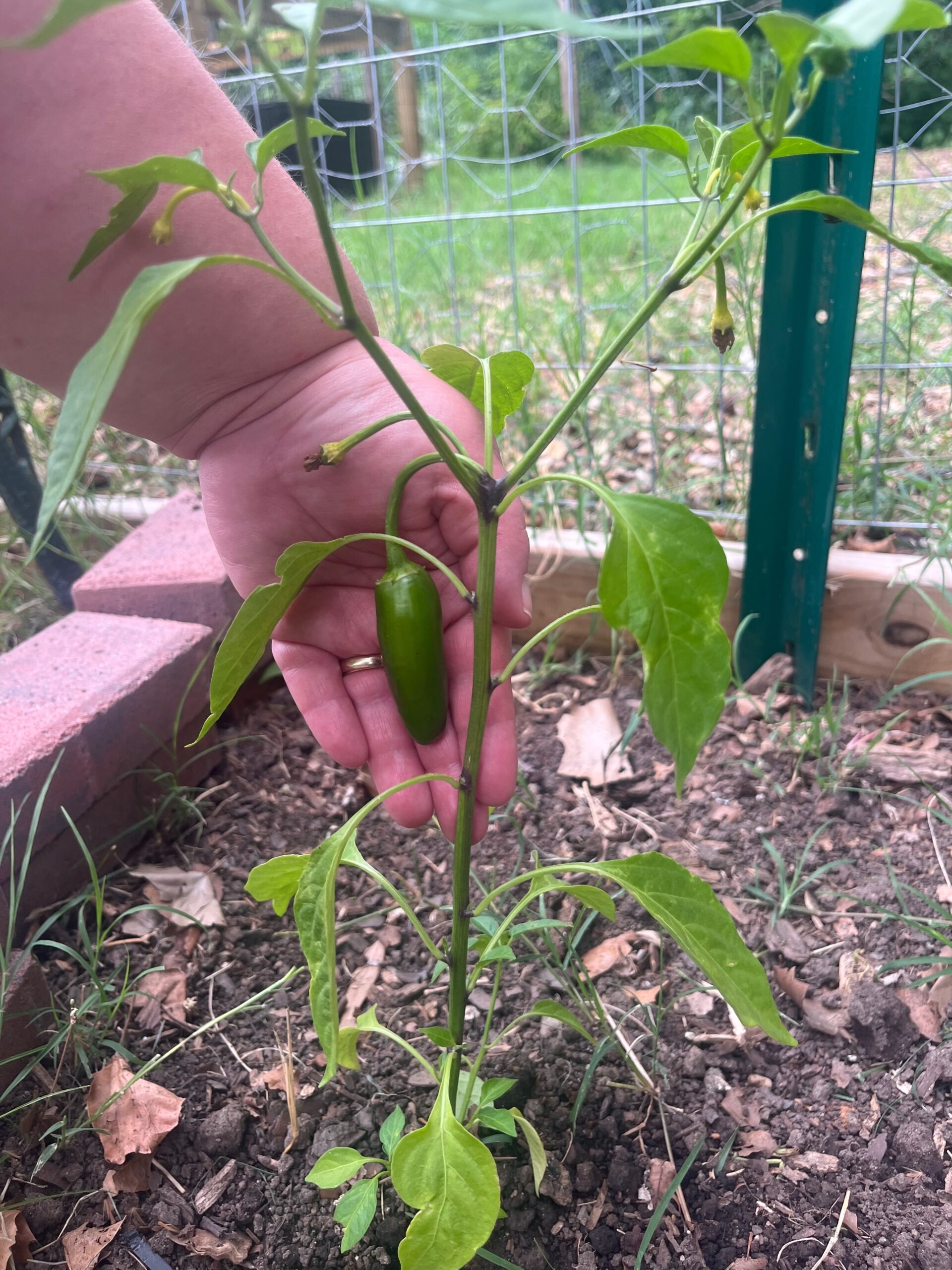 A jalapeno pepper bush begins to show promising productivity ahead.