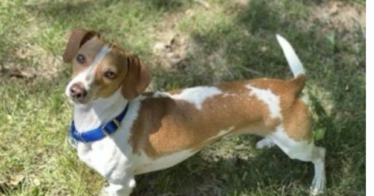 AWLA pet of the week June 1 2026 Fred FI