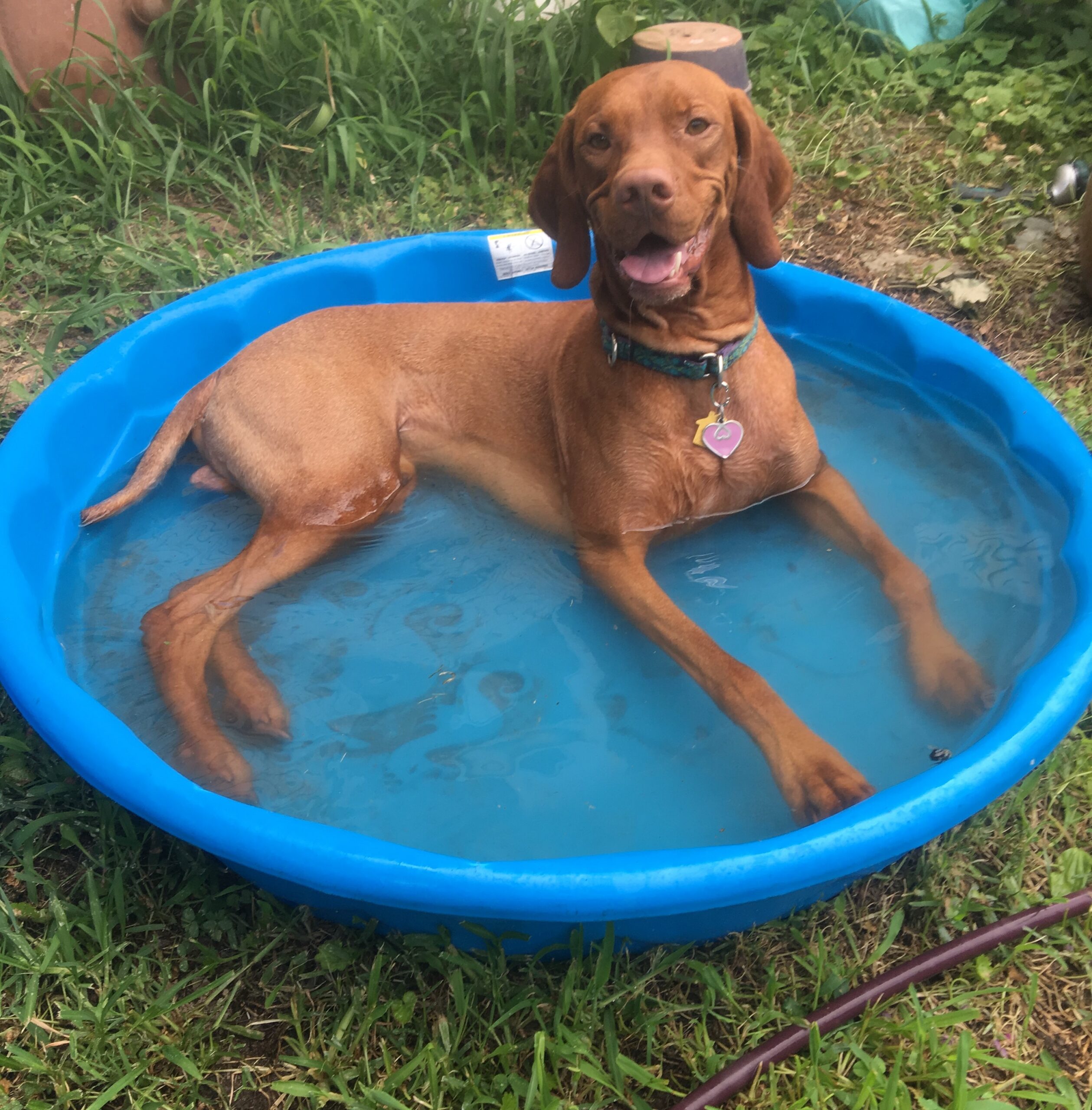 Jack in the Pool2 Buy a kiddie pool and fill it with water for your dog to escape the summer heat. Courtesy Sandy Modell