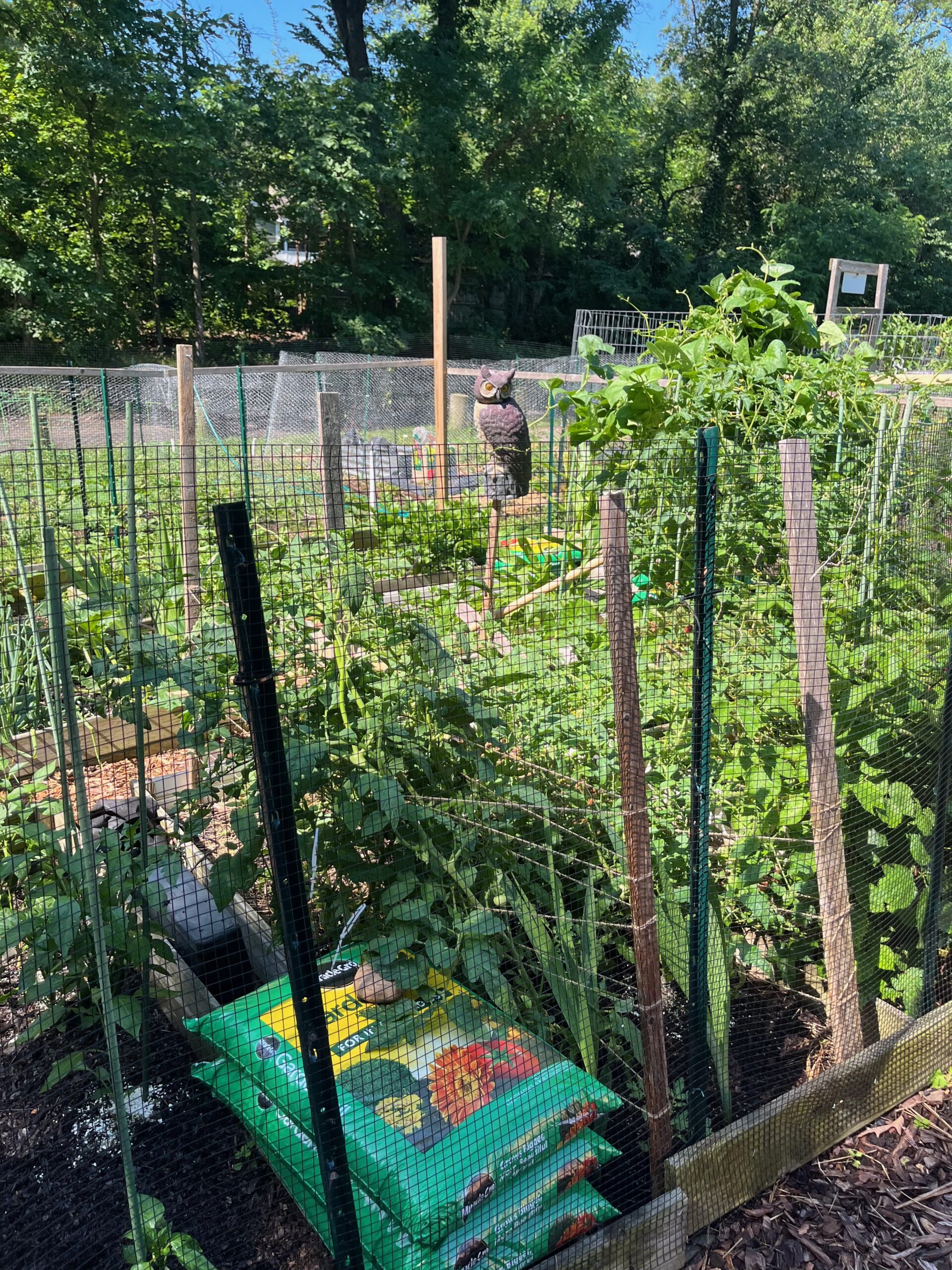 A neighboring plot in the Chinquapin Community Garden sports a faux owl to ward off unwanted garden pests.