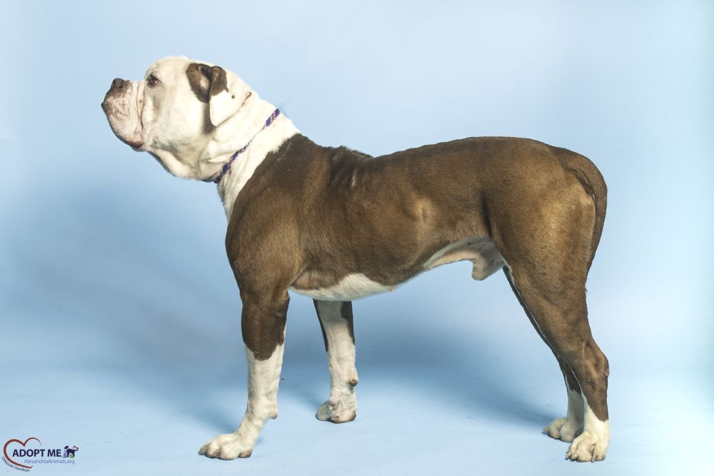 Hector AWLA Pet of the Week July 2 2026 Hector
