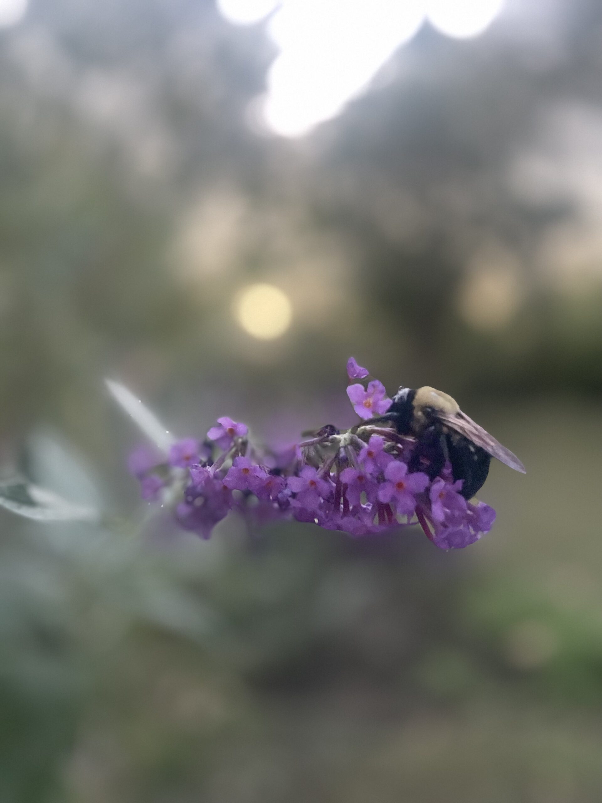 Photo2 pollinator
