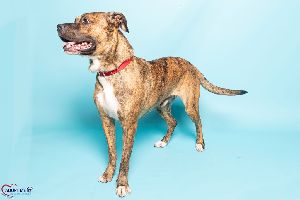 AWLA Pet of the Week Whiskey July 30, 2026 AWLA Pet of the Week Whiskey July 30, 2026