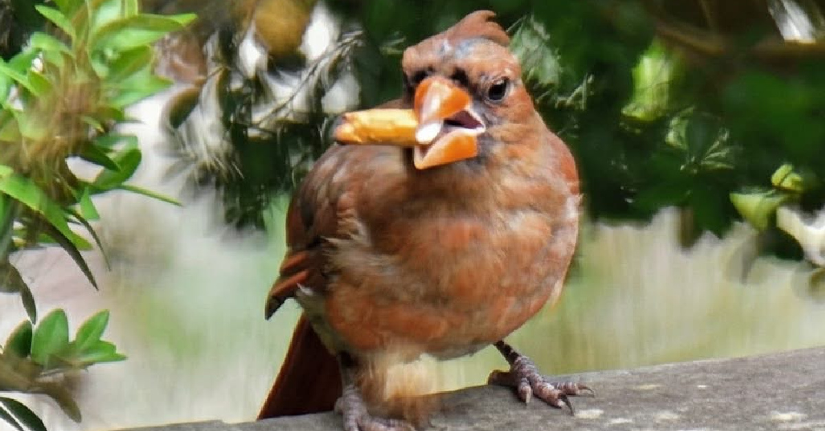 why do city birds bring cigarette butts to their nests Did you know? Some are using build Researchers say nicotine helps repel parasites protecting baby birds in the short term. But Birds Are Getting Hooked on