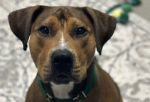 AWLA Pet of the week July 9 2026 Coco FI