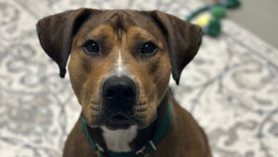 AWLA Pet of the week July 9 2026 Coco FI