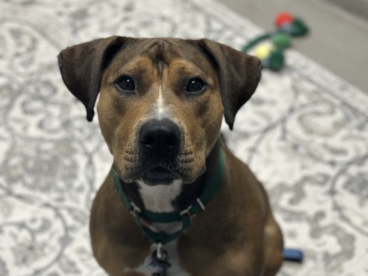 Coco AWLA Pet of the week July 9 2026 Coco