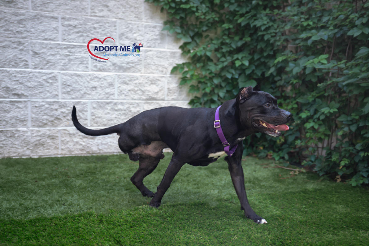 Onyx AWLA Pet of the Week August 6 2026 Onyx