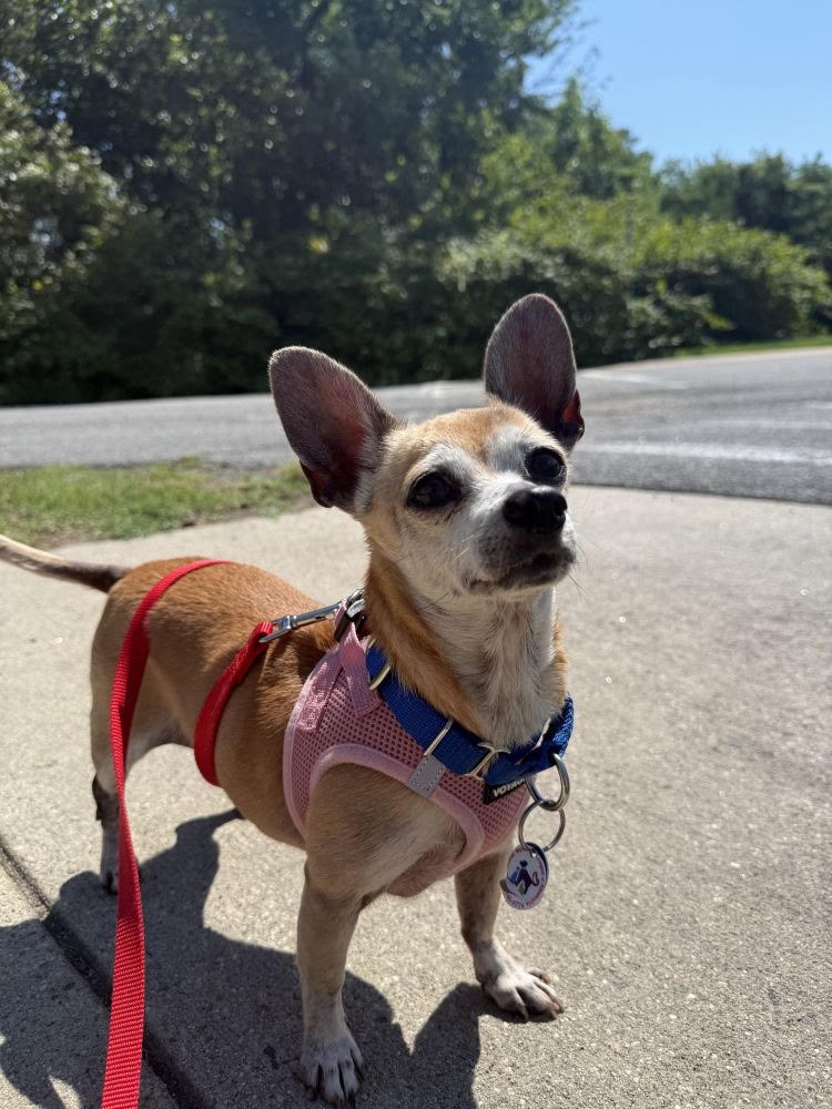 Paris AWLA Pet of the Week Aug 13 2026 Paris
