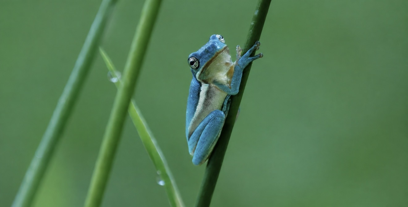 Rare Blue Frog Becomes Alexandria’s Newest Celebrity