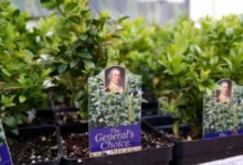 Generals Choice MV estate