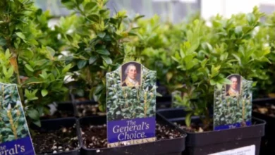 Generals Choice MV estate
