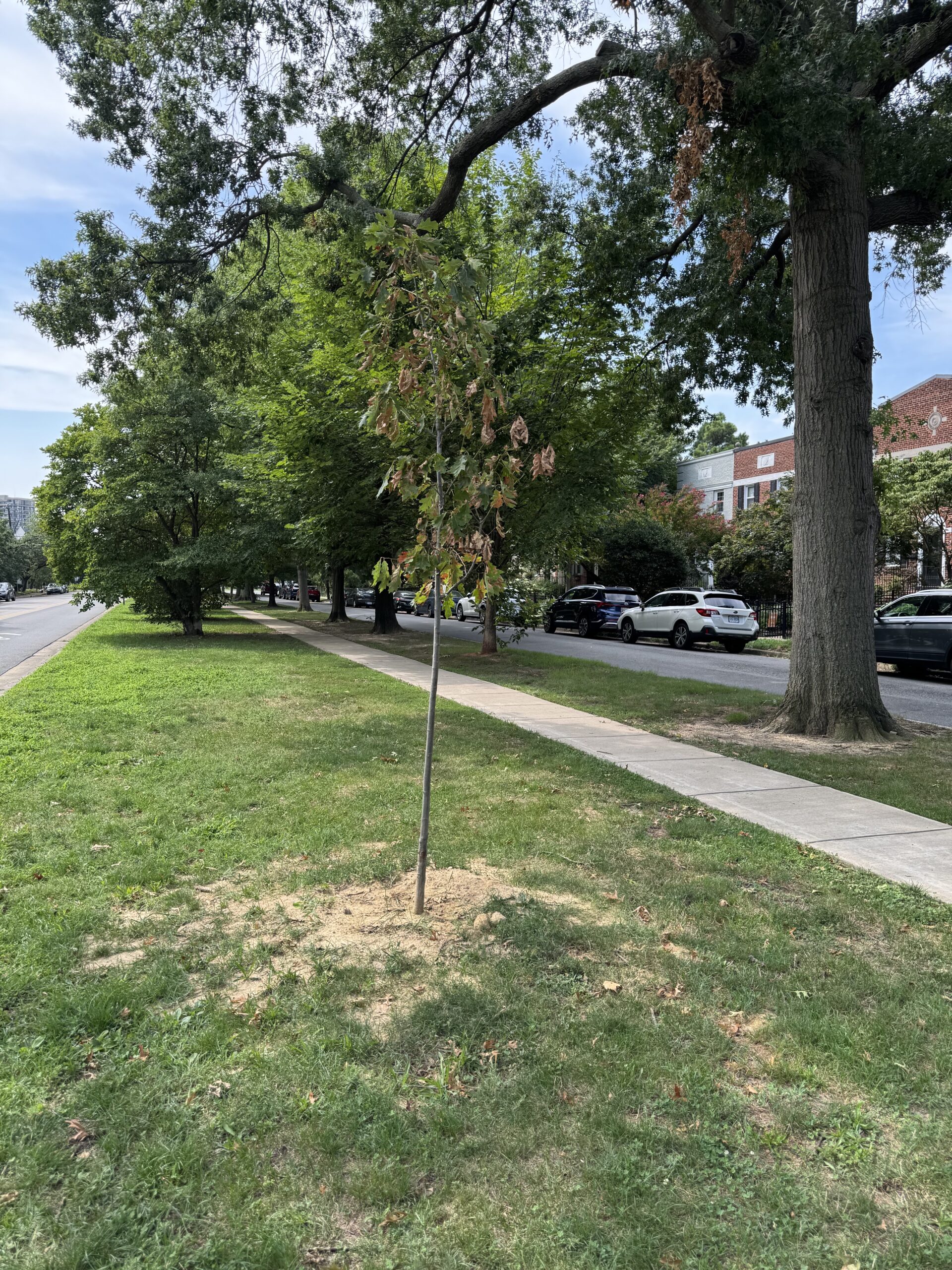 Young Tree