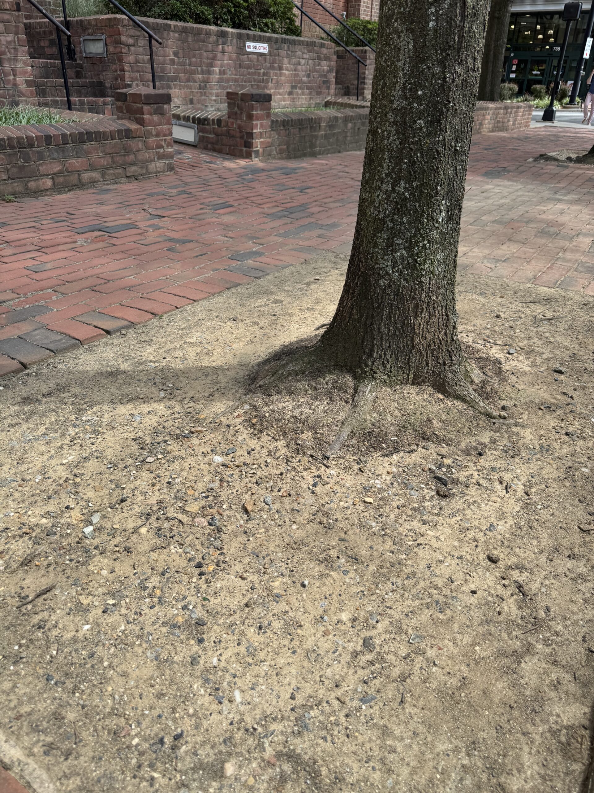 Dry tree picture 1