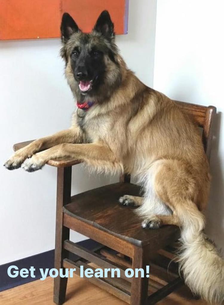 Wholistic Hound Student Wholistic Hound Student