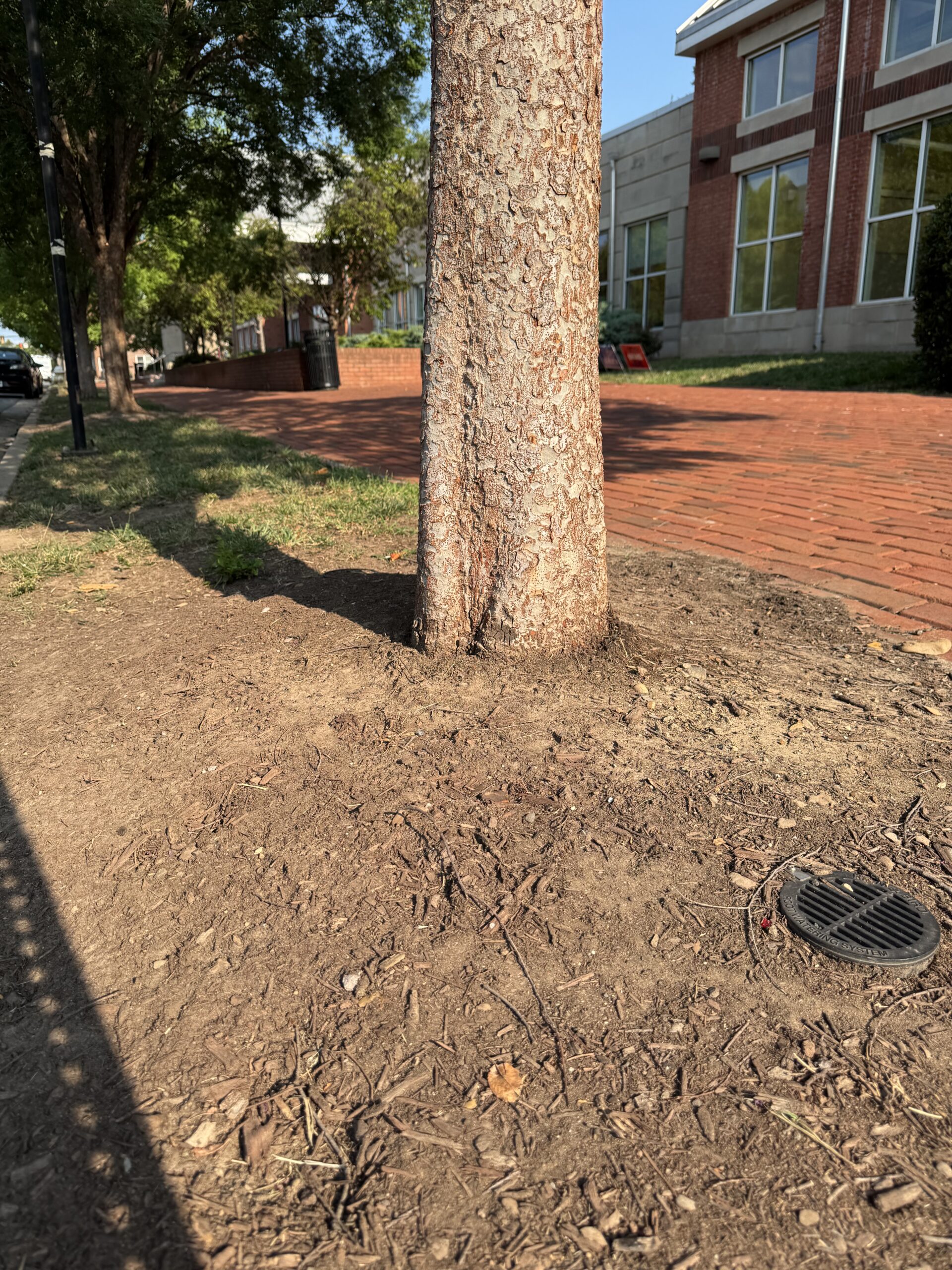 Dry tree picture 2