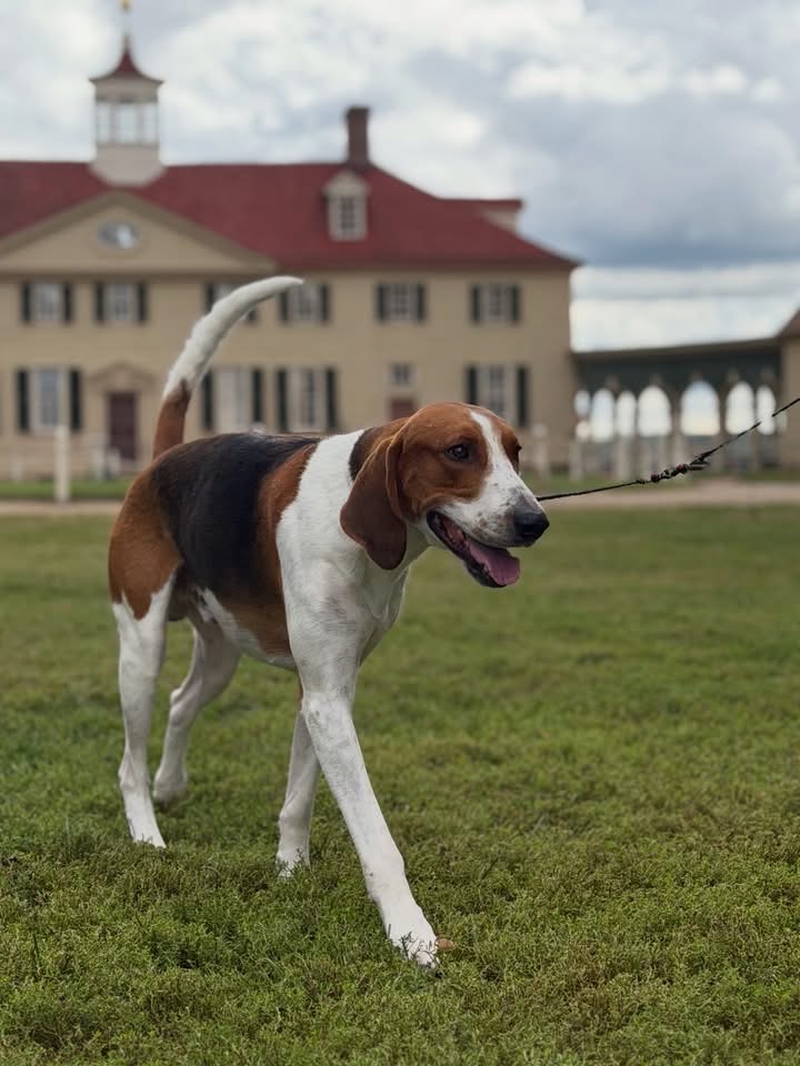 George the tricolor American foxhound walking on a leash across the lawn with the Mount Vernon mansion behind him.