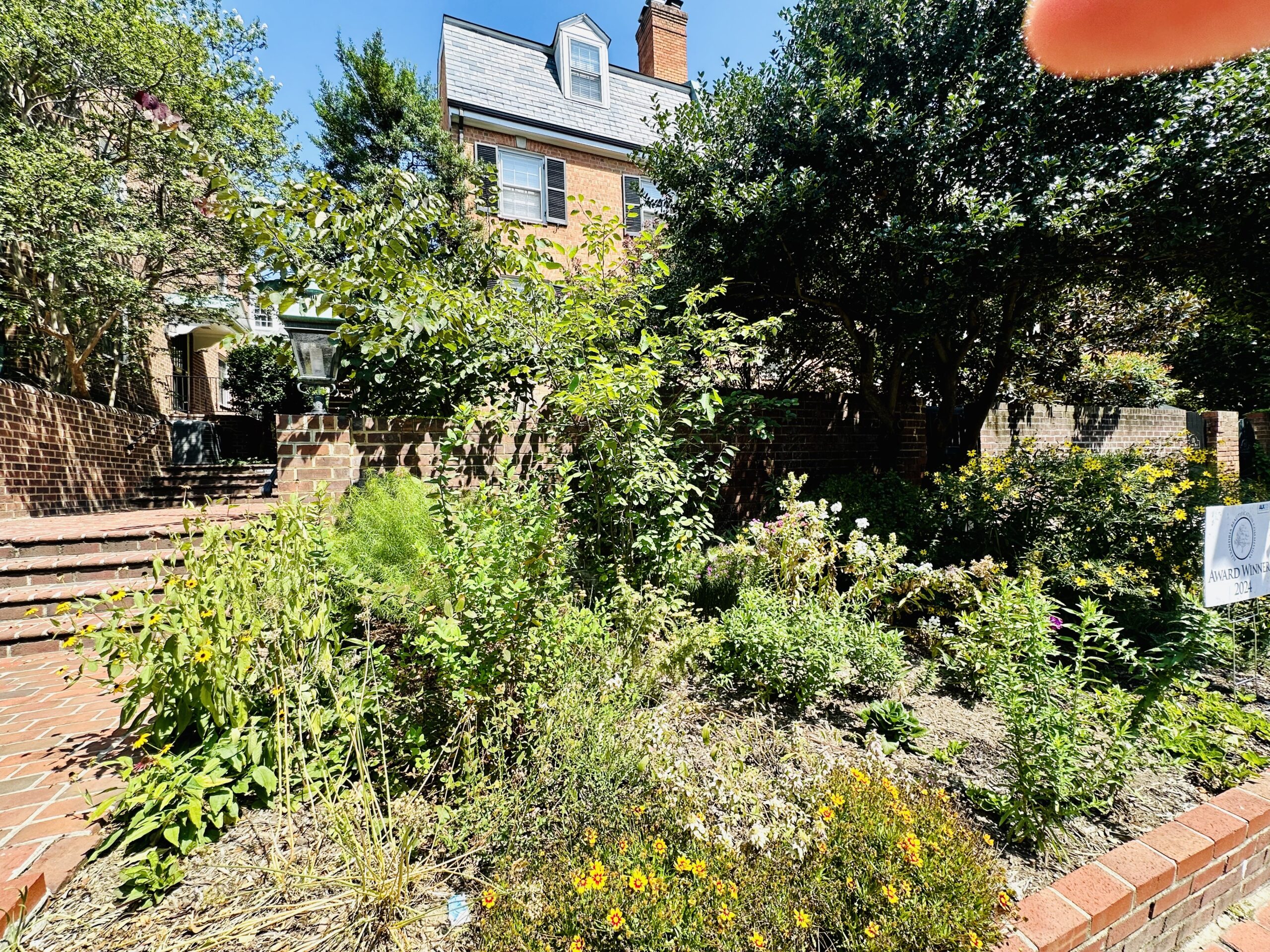 Small Native Plant Compact Yard Small Native Plant Compact Yard