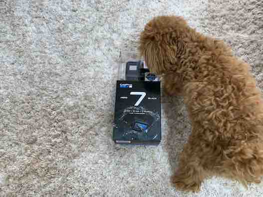 GoProの匂いを嗅ぐ愛犬