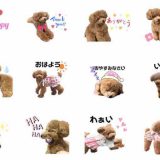 愛犬のLINEスタンプ