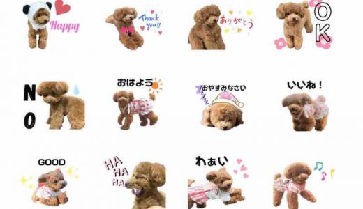 Lineスタンプ アーカイブ 走り屋コロン ティーカッププードルの成長期