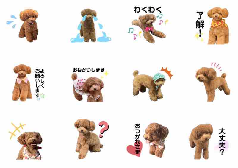 愛犬のLINEスタンプ