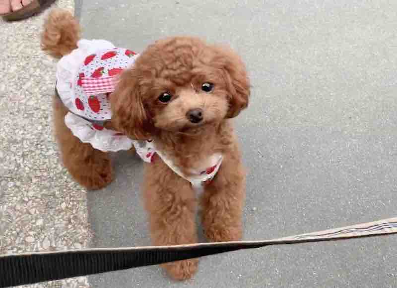 犬服のメリットと注意点