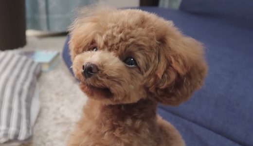 愛犬ティーカッププードルの人気動画ランキングベスト７を紹介！