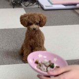 アジの自炊レシピを食べる犬