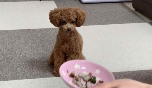 犬の手料理レシピ｜栄養満点アジのさんが焼きの作り方