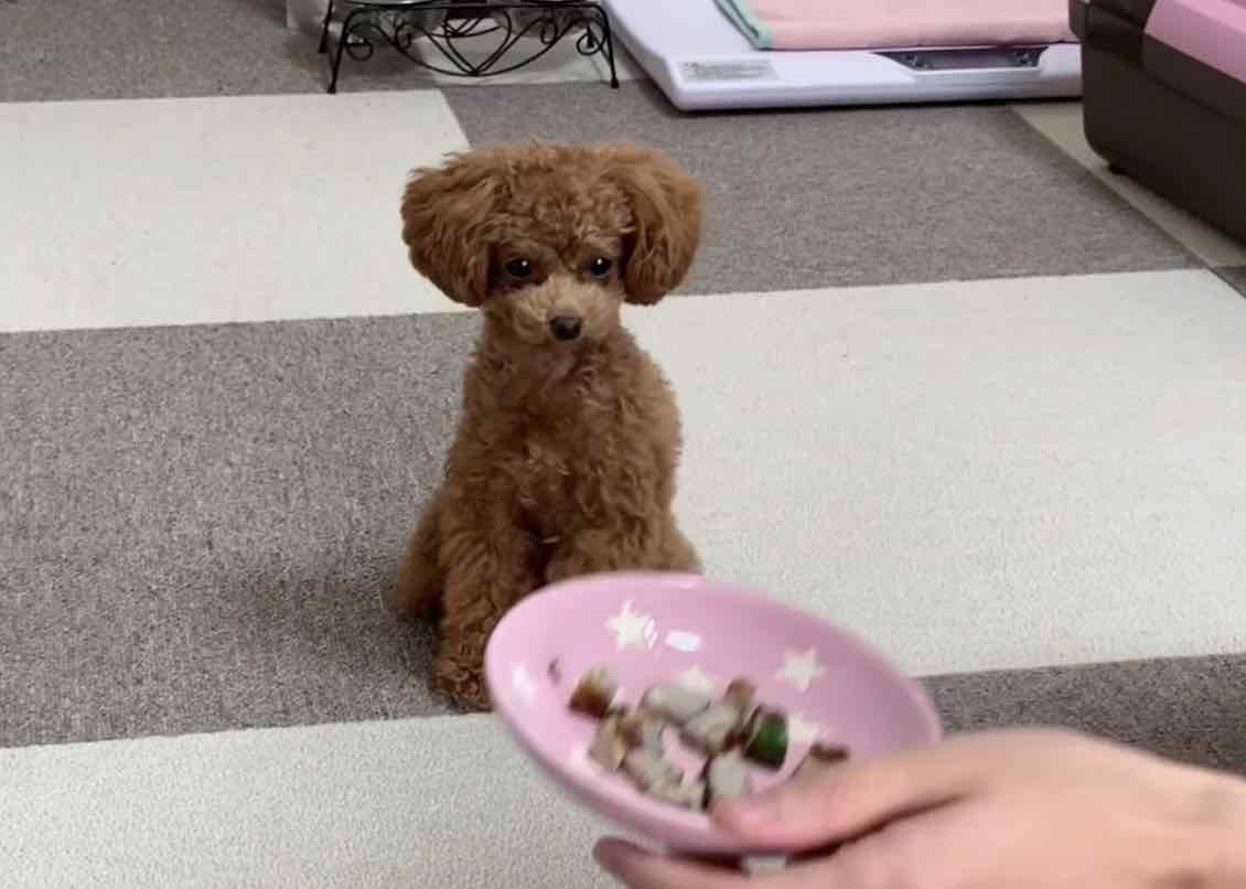 アジの自炊レシピを食べる犬