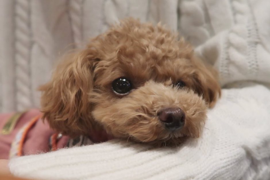 ペット同伴okの居酒屋 博多やきもん で看板犬に癒された