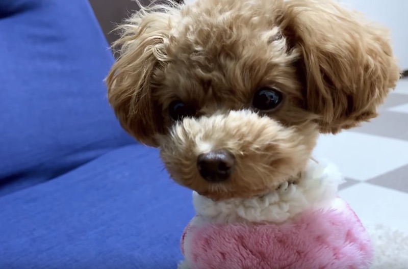 犬に与えて良い食べ物・悪い食べ物