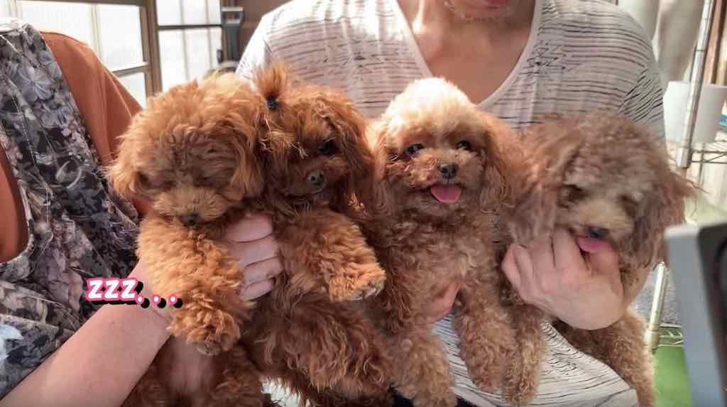 ブリーダー犬舎に集まる犬たち