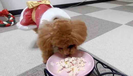 犬も食べれる簡単ご馳走レシピミートローフの作り方