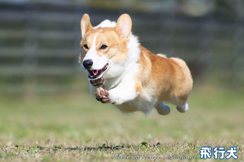 飛行犬の写真1