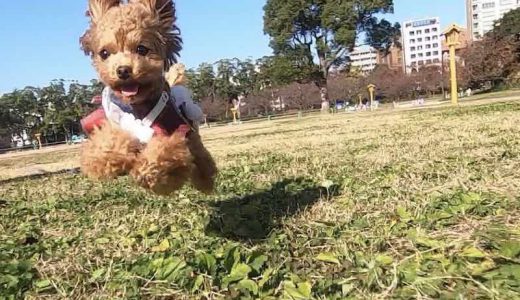 飛行犬とは何なのか？可愛すぎる空飛ぶ犬「飛行犬」になるための方法