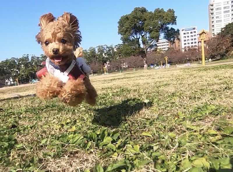 飛行犬