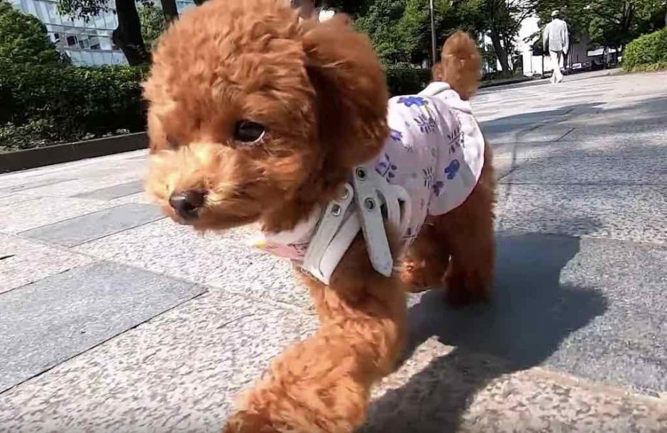 犬目線で見た時のてくてく歩くかわいい映像とその撮影方法