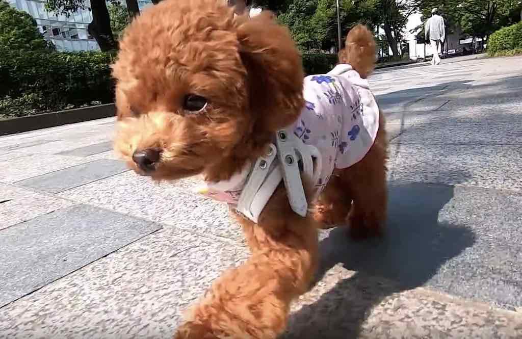 犬目線で見た時のてくてく歩くかわいい映像とその撮影方法