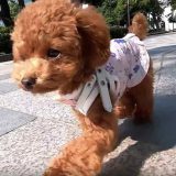 犬目線で歩く愛犬コロン