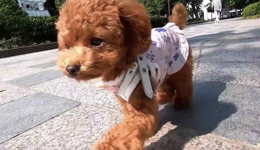 犬目線で見た時のてくてく歩くかわいい映像とその撮影方法