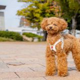 【2021年最新版】福岡の犬カフェ人気店おすすめ９選【福岡市〜北九州】