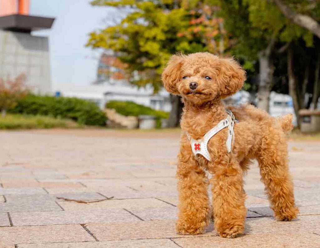 散歩グッズ 犬とのお散歩に欠かせないおすすめの持ち物７選