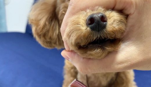 犬芸チャレンジ！愛犬への犬芸の教え方を動画付きで解説