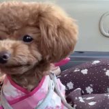 犬芸チャレンジ 愛犬への犬芸の教え方を動画付きで解説